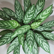 画像をギャラリービューアに読み込む, アグラオネマ・シルバークイーン 6号 1鉢