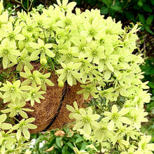 画像をギャラリービューアに読み込む, 【予約商品:3/8発送】クレマチス・ペトリエイ 花苗 3号 3ポットセット