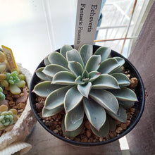 画像をギャラリービューアに読み込む, エケベリア・ファンタスティックファウンテン 2.5号 国内実生苗