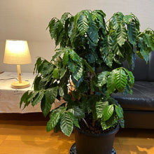 画像をギャラリービューアに読み込む, コーヒーの木 7号 1鉢