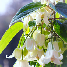 画像をギャラリービューアに読み込む, 【予約商品:11/18発送】クレマチス・アンスンエンシス ツリー仕立て 4.5号 1鉢