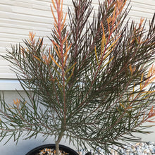 画像をギャラリービューアに読み込む, 【予約商品:10/14発送】アカシア・フェニックスゴールド 5号 1鉢