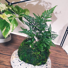 画像をギャラリービューアに読み込む, 【予約商品:9/30発送】ダバリア 苔玉仕立て 陶器皿付き 1個