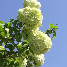 画像をギャラリービューアに読み込む, 【予約商品:3/25発送】テマリバナ・オオデマリ(大手毬) 8号 1鉢