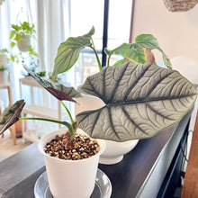 画像をギャラリービューアに読み込む, アロカシア・エレーン 4号 1鉢