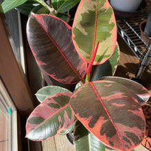 画像をギャラリービューアに読み込む, フィカス・ベリーズ 7号 おしゃれなカラーリーフのシンボルツリー