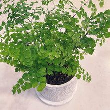画像をギャラリービューアに読み込む, 【室内におすすめ 観葉植物】 アジアンタム・フリッツルーシー 4号
