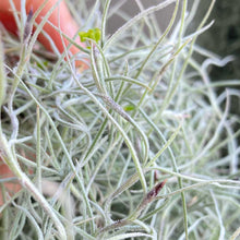 画像をギャラリービューアに読み込む, 【販売期間:3月26日まで】チランドシア・ウスネオイデス(特大)