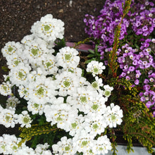 画像をギャラリービューアに読み込む, 【予約商品:12/1発送】宿根イベリス・ブライダルブーケ 花苗 3.5号 3ポットセット