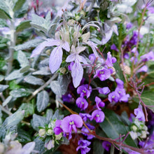 画像をギャラリービューアに読み込む, 【予約商品:3/10発送分】ツリージャーマンダー・アイスキューブ 1鉢