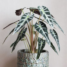 画像をギャラリービューアに読み込む, アロカシア・バンビーノ 4号 1鉢