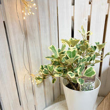 画像をギャラリービューアに読み込む, フィカス トライアンギュラリス スイートハート 吊鉢 5号 1鉢
