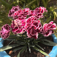 画像をギャラリービューアに読み込む, 【予約商品:4/28発送】ダイアンサス・アロマジェンヌ 4色植え 1鉢