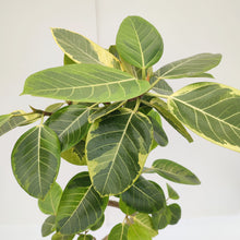 画像をギャラリービューアに読み込む, 【一点物】フィカス・アルテシーマ 8号 沖縄観葉 高さ 約126cm No.125