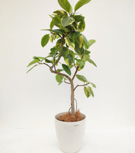 画像をギャラリービューアに読み込む, 【一点物】フィカス・アルテシーマ 8号 沖縄観葉 高さ 約130cm No.123