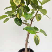 画像をギャラリービューアに読み込む, 【一点物】フィカス・アルテシーマ 8号 沖縄観葉 高さ 約130cm No.123