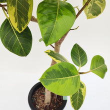 画像をギャラリービューアに読み込む, 【一点物】フィカス・アルテシーマ 8号 沖縄観葉 高さ 約130cm No.123