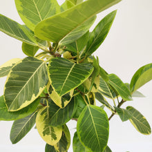 画像をギャラリービューアに読み込む, 【一点物】フィカス・アルテシーマ 8号 沖縄観葉 高さ 約130cm No.123