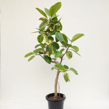画像をギャラリービューアに読み込む, 【一点物】フィカス・アルテシーマ 8号 沖縄観葉 高さ 約130cm No.123