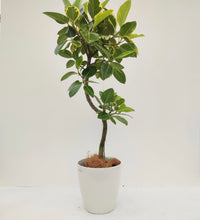 画像をギャラリービューアに読み込む, 【一点物】フィカス・アルテシーマ 8号 沖縄観葉 高さ 約130cm No.126