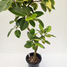 画像をギャラリービューアに読み込む, 【一点物】フィカス・アルテシーマ 8号 沖縄観葉 高さ 約130cm No.126