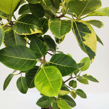 画像をギャラリービューアに読み込む, 【一点物】フィカス・アルテシーマ 8号 沖縄観葉 高さ 約130cm No.126