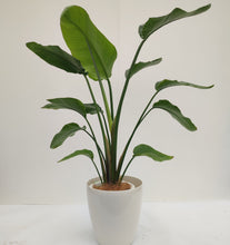 画像をギャラリービューアに読み込む, 【一点物】ストレリチア・オーガスタ 8号 沖縄観葉 高さ 約120cm No.95