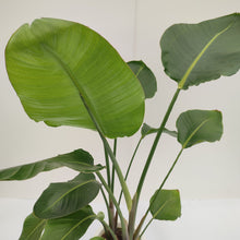 画像をギャラリービューアに読み込む, 【一点物】ストレリチア・オーガスタ 8号 沖縄観葉 高さ 約120cm No.95