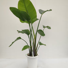 画像をギャラリービューアに読み込む, 【一点物】ストレリチア・オーガスタ 8号 沖縄観葉 高さ 約120cm No.95