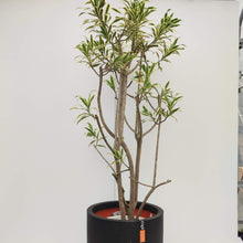 画像をギャラリービューアに読み込む, 【一点物】ドラセナ・ソングオブインディア 10号 沖縄の観葉植物 高さ 約160cm No.26