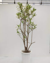 画像をギャラリービューアに読み込む, 【一点物】ドラセナ・ソングオブインディア 10号 沖縄の観葉植物 高さ 約160cm No.26