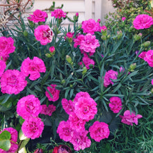 画像をギャラリービューアに読み込む, 【予約商品:4/28発送】ダイアンサス・アロマジェンヌ 4色植え 1鉢