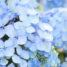 画像をギャラリービューアに読み込む, 【予約商品:5/13発送】ヤマアジサイ 苔玉仕立て