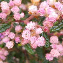 画像をギャラリービューアに読み込む, 【予約商品:2/16発送】苔玉 天皇梅(テンノウメ/イソザンショウ) 4.5号