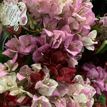 画像をギャラリービューアに読み込む, 【予約商品:4/21発送分】ブーゲンビレア(チョコレートパフェ) 1鉢