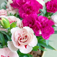 画像をギャラリービューアに読み込む, 【予約商品:4/28発送】カーネーション・オスカー 4色植え 1鉢