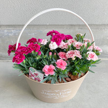 画像をギャラリービューアに読み込む, 【予約商品:4/28発送】カーネーション・オスカー 4色植え 1鉢
