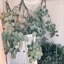 画像をギャラリービューアに読み込む, 【予約商品:5/27発送】ユーカリ・ポポラス 5号 1鉢