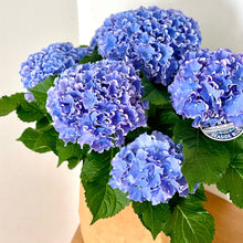 画像をギャラリービューアに読み込む, 【販売期間:5/7まで】ハイドランジア サーファー シーサイドブルー 1鉢