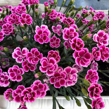 画像をギャラリービューアに読み込む, 【予約商品:4/7発送分】ダイアンサス(ナデシコ)・ピンクキッス 3ポット