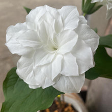 画像をギャラリービューアに読み込む, 【予約販売:3/22発送】エンレイソウ・フロレプレノ 3.5号