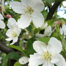 画像をギャラリービューアに読み込む, 【予約商品:9/16発送】ヒメリンゴ (姫りんご) 7号