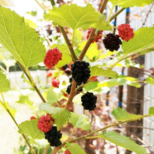 画像をギャラリービューアに読み込む, 【予約商品:7/22以降発送】桑(四季成りマルベリー) シャルロットリュス 果樹苗 4号 1ポット