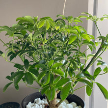 画像をギャラリービューアに読み込む, 【一点物】カポック(シェフレラ) 7号 沖縄の観葉植物 高さ約80~90cm No.84