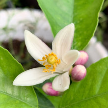 画像をギャラリービューアに読み込む, 【予約商品:5/17発送分】レモンの木 ビラ・フランカ(ヴィラフランカ) 6号