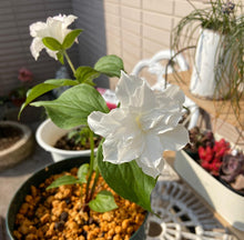 画像をギャラリービューアに読み込む, 【予約販売:3/22発送】エンレイソウ・フロレプレノ 3.5号