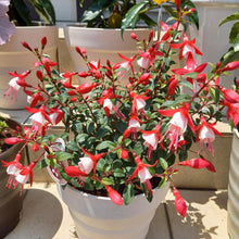 画像をギャラリービューアに読み込む, 【予約商品:5/19発送分】フクシア・ルージュブラン 1鉢