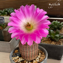 画像をギャラリービューアに読み込む, サボテン・紫太陽 3.5号 1鉢