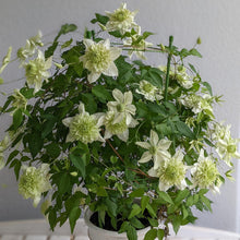 画像をギャラリービューアに読み込む, 【予約商品:3/31発送分】クレマチス・ 白万重(シロマンエ) 1鉢