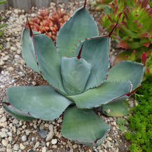 画像をギャラリービューアに読み込む, アガベ・パリー(吉祥天) 3.5号